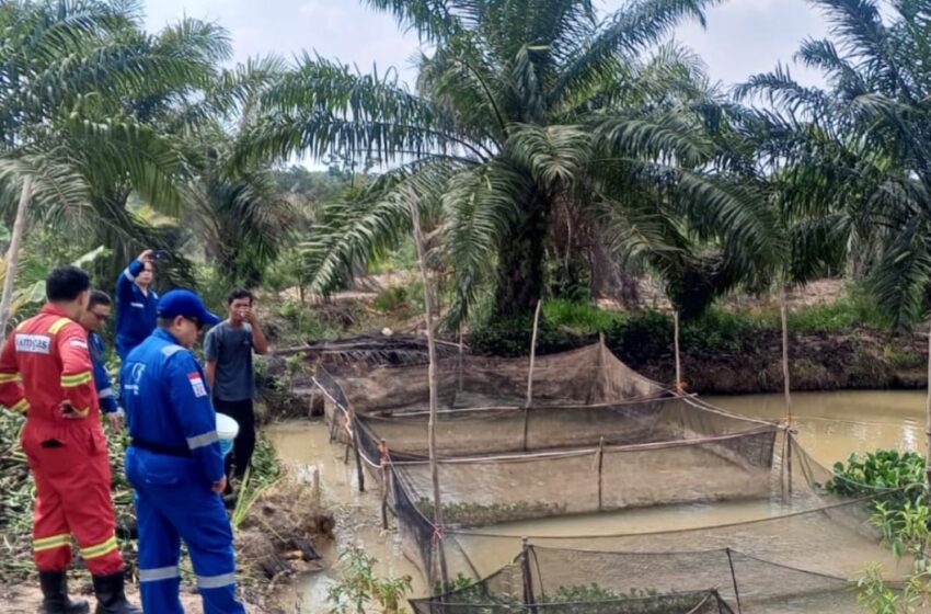  Program LBD Medco E&P Buka Peluang Usaha Lele bagi Masyarakat Desa Suka Maju